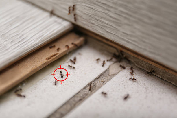 Best Pest Removal Services  in Zephyrhills, FL