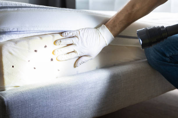 Best Residential Pest Control  in Zephyrhills, FL
