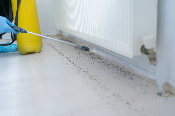 Professional Pest Control in Zephyrhills, FL